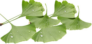 gingko-biloba