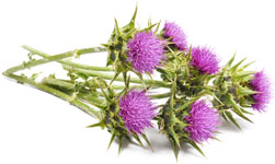 ingredients-04-milk thistle