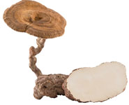 tiger-milk-mushroom